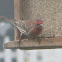 House Finch