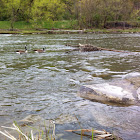 Canada Geese