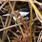 Chickadee