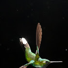 Purple-bibbed Whitetip