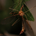 Large Crane Fly