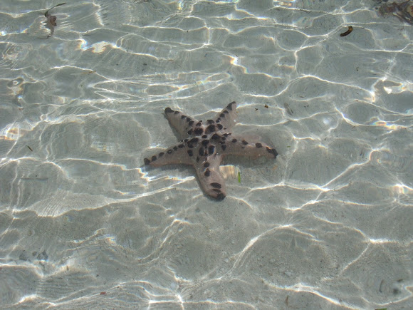 Spotting Image 1