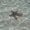 Chocolate Chip Starfish