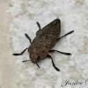 Stubborn Worm