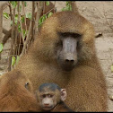 Guinea Baboon