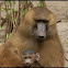 Guinea Baboon