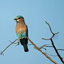 Indian Roller