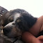 Australian Shepard