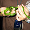Satiny Parrot Snake
