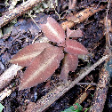 Jewel Orchid