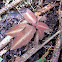 Jewel Orchid