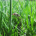 Eastern Garter Snake