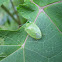 Green Shield Bug