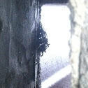 Chimney swift (nest)