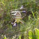 Banded Garden Spider