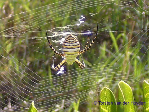 Spotting Image 1