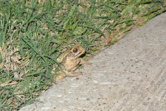Spotting Image 1