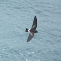 Wilson's Storm Petrel