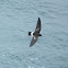 Wilson's Storm Petrel