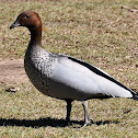 Wood ( Maned ) Duck- male