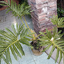 Philodendron bipinnafitidum