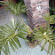 Philodendron bipinnafitidum