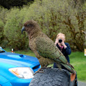 Kea