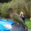 Kea