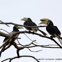 Oriental Pied Hornbill
