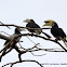 Oriental Pied Hornbill