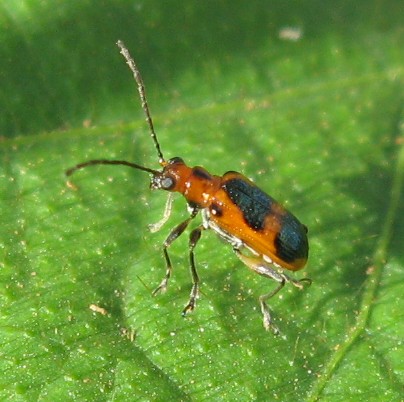 Spotting Image 1