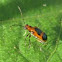Beetle