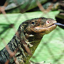 Varanus salvator