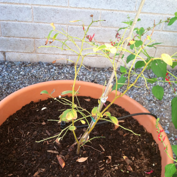 Dying(?) blueberry bush Project Noah