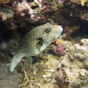 White-spotted Puffer