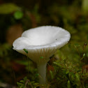 Snowy Waxcap