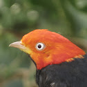 Red-capped Manakin