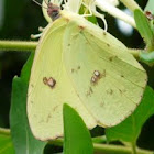Cloudless Sulphur butterfly