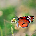 Plain Tiger Butterfly