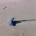 Portugese Man o' War