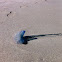 Portugese Man o' War