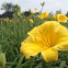 Daylily
