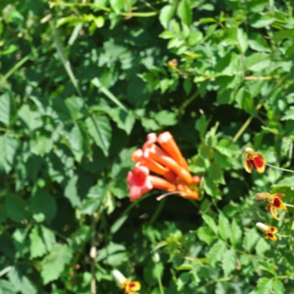 Trumpet creeper Trumpet vine Project Noah