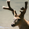 Mule Deer