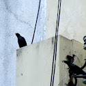 Asian Glossy Starlings