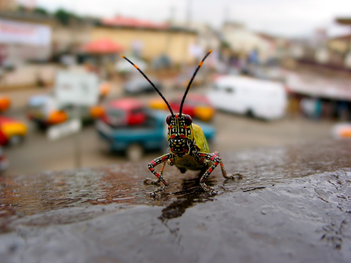 Variegated Grasshopper