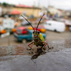 Variegated Grasshopper