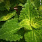 Coleus