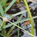 American Bluet Damselfly