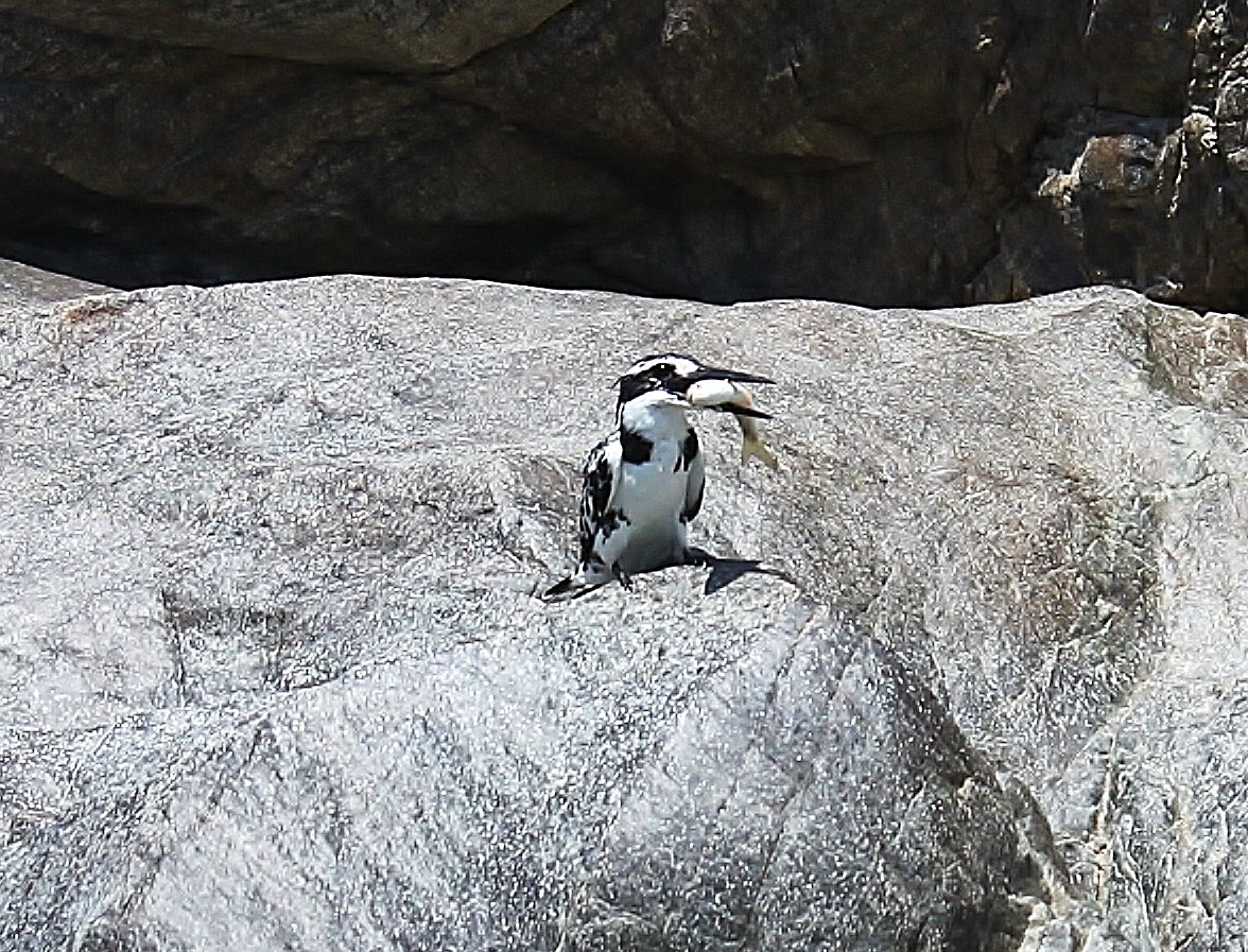 pied kingfisher